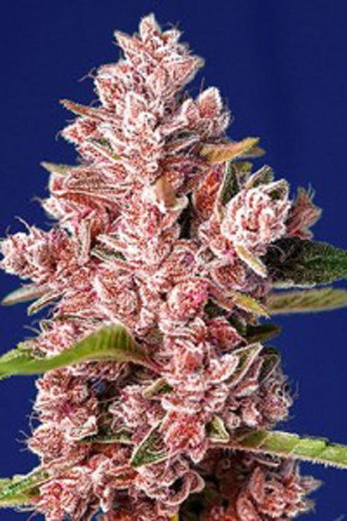 Tropicanna Poison F1 (Fast Version) - Mandala Seeds Shop Sweet Seeds