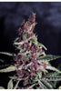 Violeta - Mandala Seeds Shop Ace Seeds