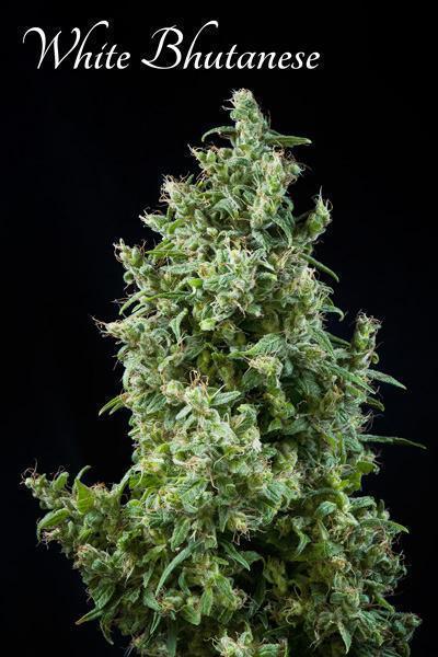 White Bhutanese - Mandala Seeds Shop Mandala Seeds