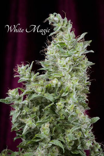 White Magic - Mandala Seeds Shop Mandala Seeds