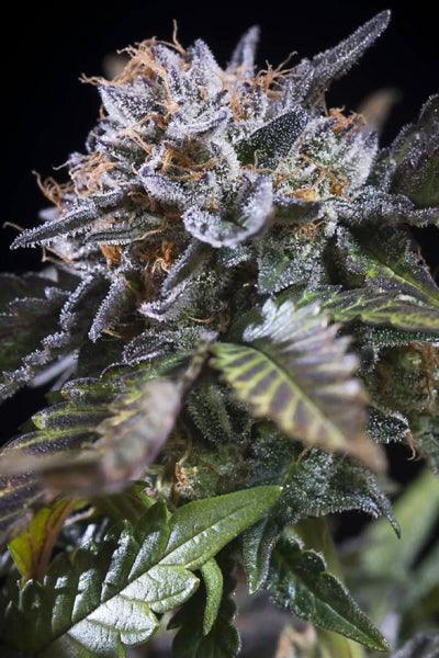White Noise - Mandala Seeds Shop Paradise Seeds