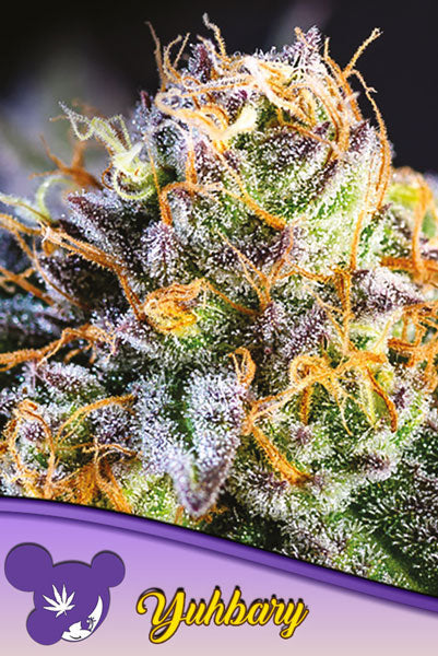 Yuhbary - Mandala Seeds Shop Anesia