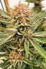 Zamaldelica - Standard Breeders Pack - Mandala Seeds Shop Ace Seeds