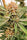 Zamaldelica - Standard Breeders Pack - Mandala Seeds Shop Ace Seeds