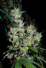 Zamaldelica - Standard Breeders Pack - Mandala Seeds Shop Ace Seeds