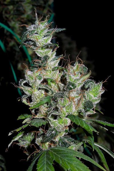 Zamaldelica - Standard Breeders Pack - Mandala Seeds Shop Ace Seeds