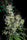Zamaldelica - Standard Breeders Pack - Mandala Seeds Shop Ace Seeds