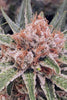 Zamaldelica - Standard Breeders Pack - Mandala Seeds Shop Ace Seeds