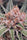 Zamaldelica - Standard Breeders Pack - Mandala Seeds Shop Ace Seeds