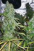 Zamaldelica - Standard Breeders Pack - Mandala Seeds Shop Ace Seeds