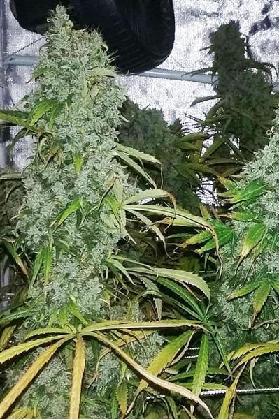 Zamaldelica - Standard Breeders Pack - Mandala Seeds Shop Ace Seeds