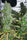 Zamaldelica - Standard Breeders Pack - Mandala Seeds Shop Ace Seeds