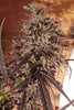 Zamaldelica - Standard Breeders Pack - Mandala Seeds Shop Ace Seeds