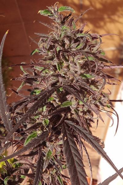 Zamaldelica - Standard Breeders Pack - Mandala Seeds Shop Ace Seeds
